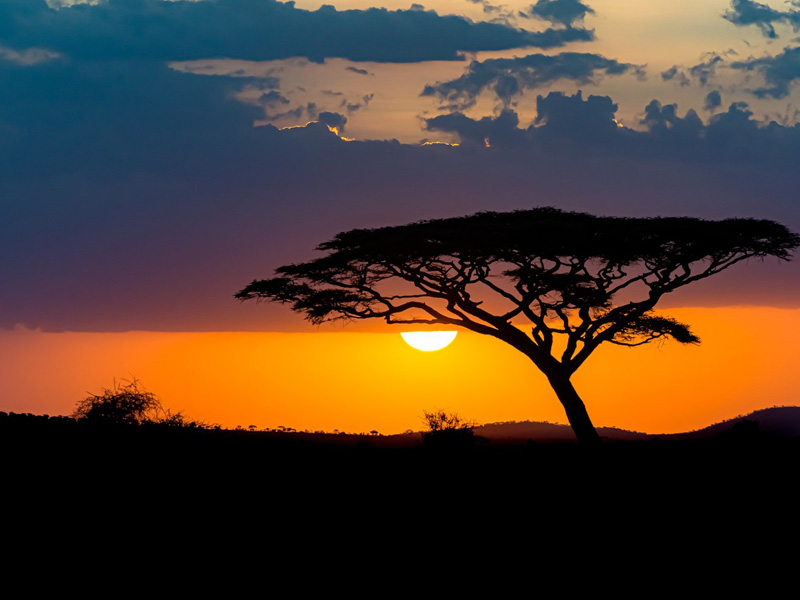 Showcase African Stories